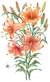 тигровая лилия