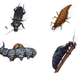 Насекомые, часть 3