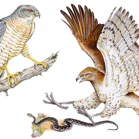 Перепелятник; Змееяд