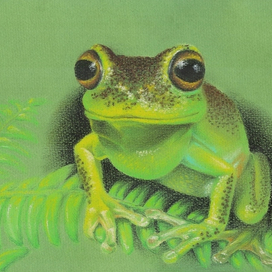 Жемчужная квакша