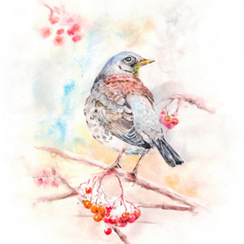 Дрозд-рябинник 