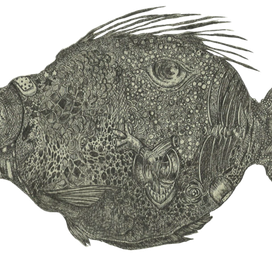 вторая круглая рыба