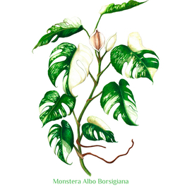 Ботаническая иллюстрация. Devil's Ivy