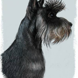 Цвергшнауцер Келли