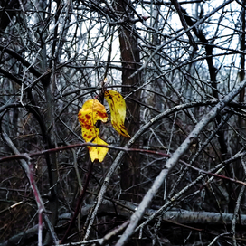 Заблудшие ....