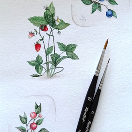 Ботаническая иллюстрация