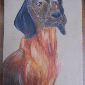 Австрийская охотничья горная собака