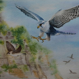 Сокол и ласточка береговушка 