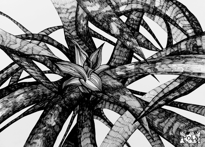 Неорегелия мрачная