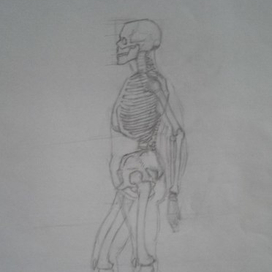 Скелет человека