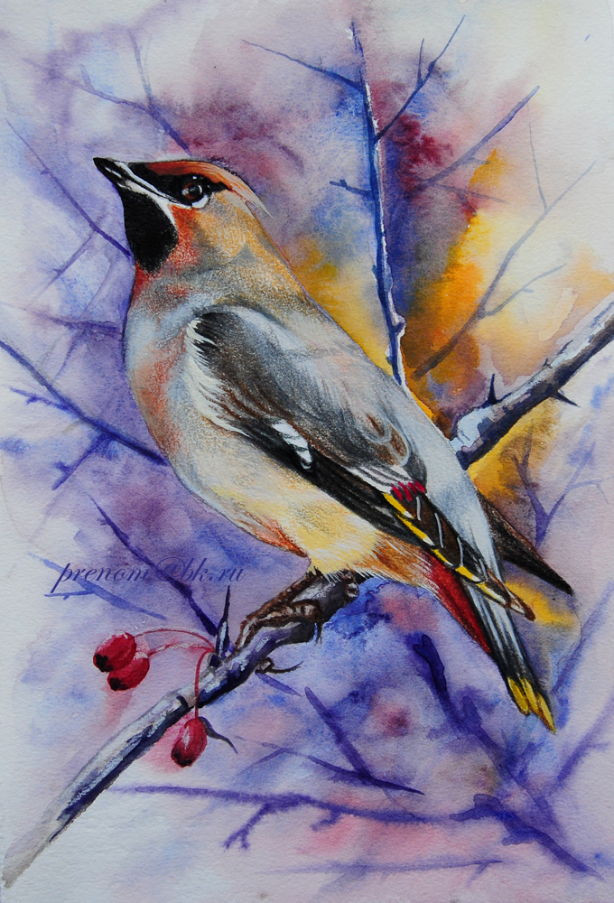 Свиристель