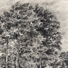 Сосны у залива. Зеленогорск.