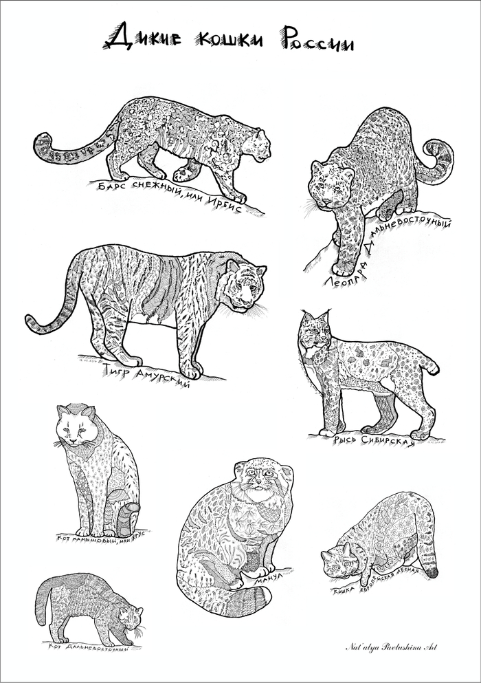 Дикие кошки России