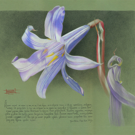 Из серии "Цветы"