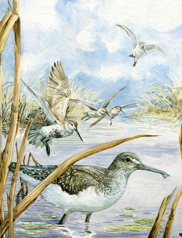 Кулики "Серая Шейка" 