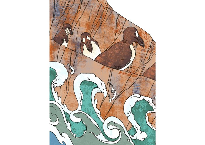 Бескрылые гагарки. Кусок иллюстрации