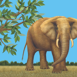  "Дикие животные" Слон