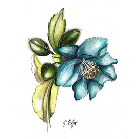 Мак гималайский