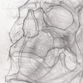 Зарисовки черепной коробки