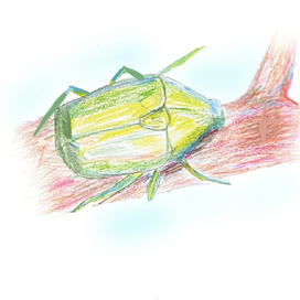 И блестят на ветвях бронзовки... 