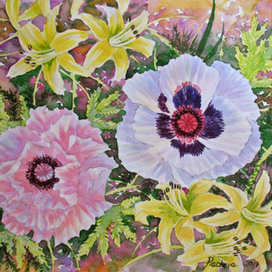 Белый и розовый маки.