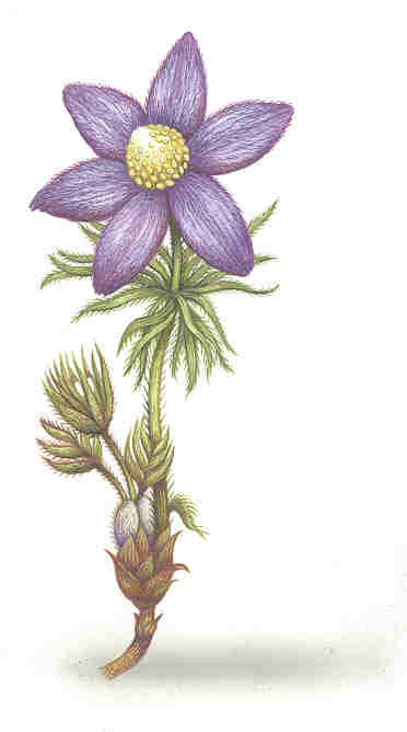 Техническая иллюстрация "Medical Magazine" Pulsatilla herb