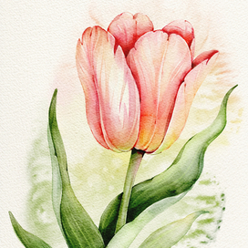 Тюльпан. Диджитал акварель.