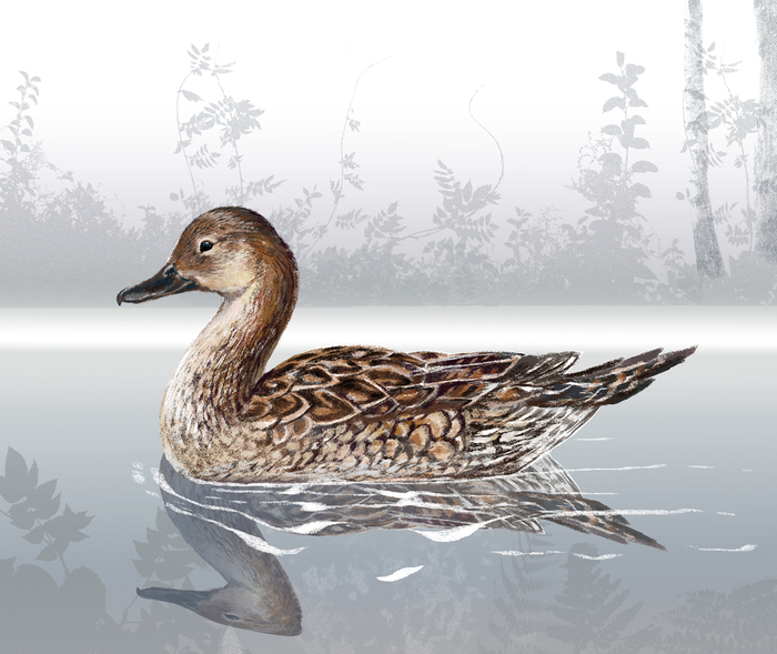 Шилохвость_самка (Anas acuta)