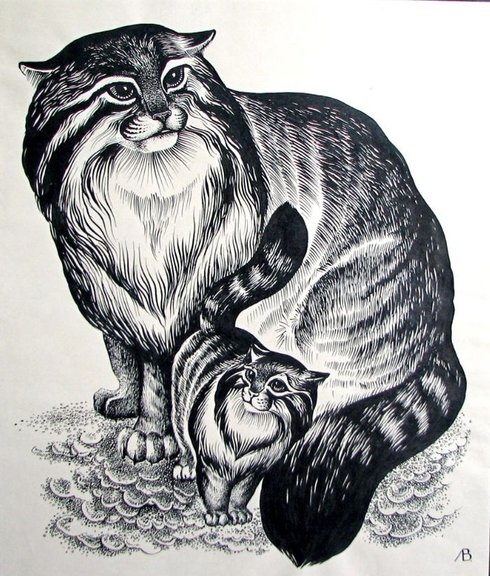 Кот Манул. Иллюстрация к альбому. Красная книга Казахстана.