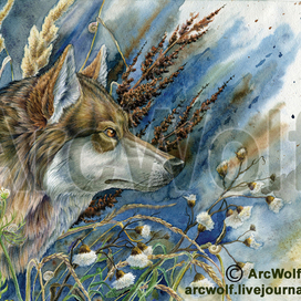Волк. Позднее лето