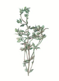 Thyme / Тимьян