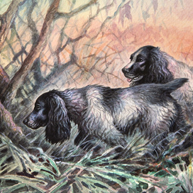 Подружейные собаки. Спаниели. Русский спаниель.