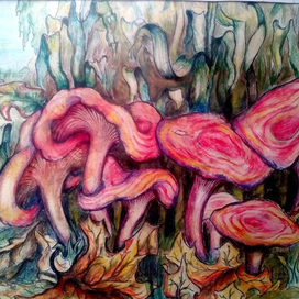 гибы (волнушки)