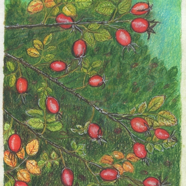 Quiet Harvest: Rosehip Branches 