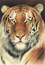 Тигр
