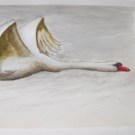 он все таки лебедь