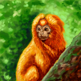 Огненная обезьянка