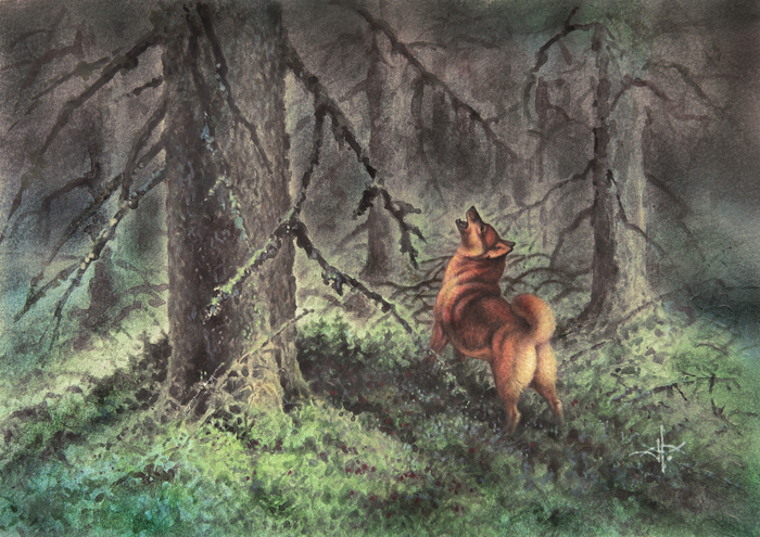 Охотничьи лайки. Карело-финская лайка.