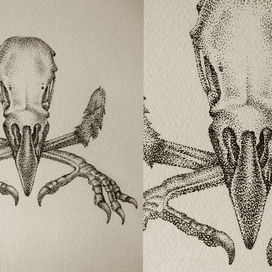 Немного о птицах 1