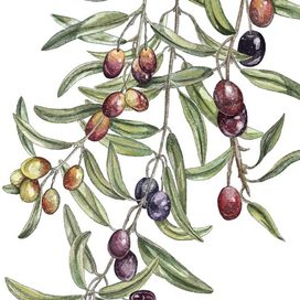 Оливки
