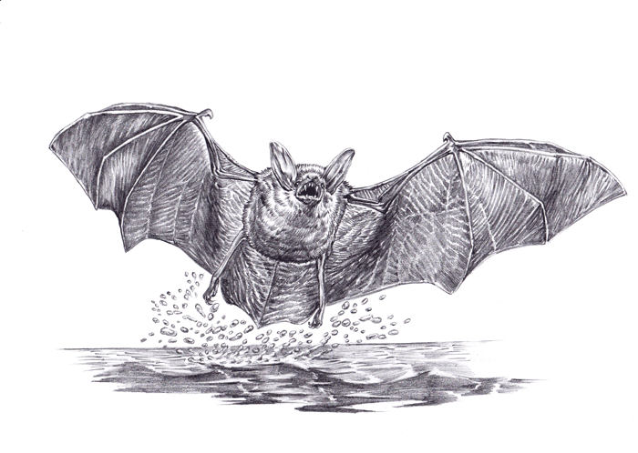 Летучая мышь