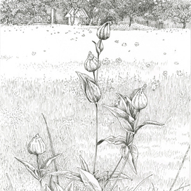 Лето в деревне