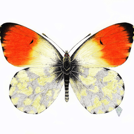 Зорька аврора (Anthocharis cardamines)