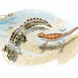 Тритончики