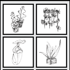 Черно-Белые Растения