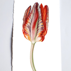 Попугайный тюльпан