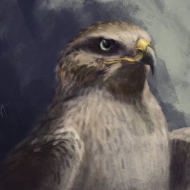 Ручной сокол