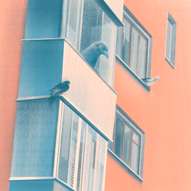 Пернатая жизнь