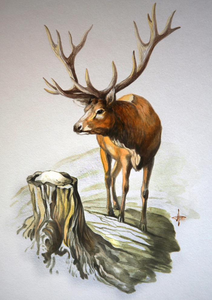 На солонце...