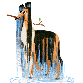 Мокрый колли